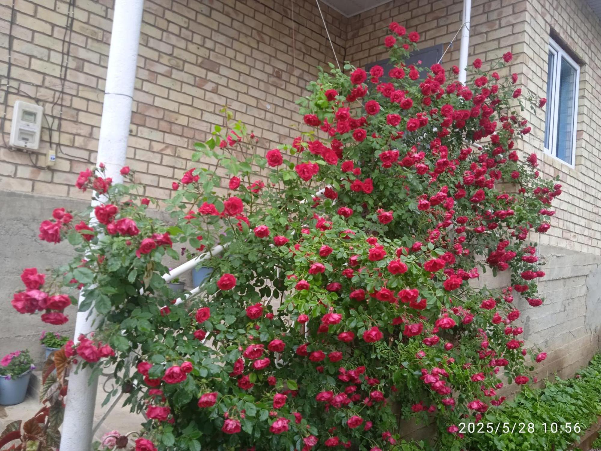Guest House Kyzyl Alma Arkit ภายนอก รูปภาพ
